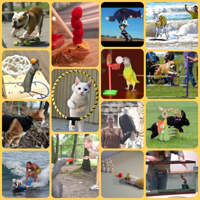 force free fun training pet tricks