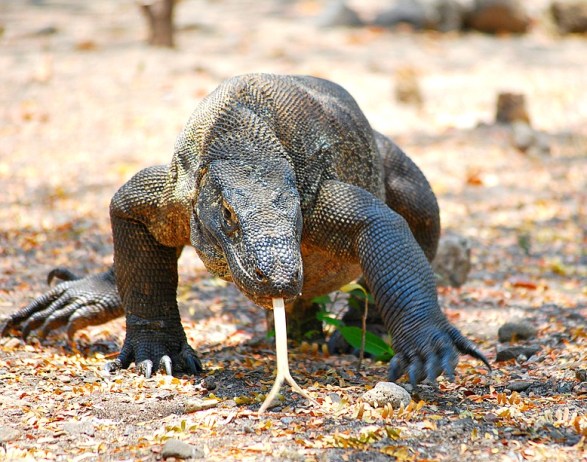 The Komodo's sense of smell is its primary food detector. They detect odors much like a snake does. It uses its long, forked tongue to sample the air, which the two tongue tips retreat to the roof of the mouth, where they make contact with the Jacobson's organs. Here the air is deciphered carefully. 