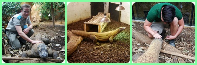 komodo dragon training reptile force free training and enrichement