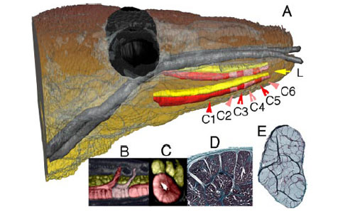 Fry used a medical MRI scanner to analyse the preserved head of a dead Komodo dragon and found that it has two long venom glands, running down the length of its jaw. They are the most structurally complex venom glands of any reptile. Each consists of six compartments, with ducts leading from each one to openings between the teeth. 