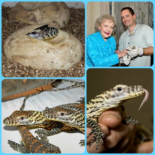 The Denver, Phoenix and Memphis Zoo all successfully hatched Komodo dragons last year. Even the famous Betty White was excited! 