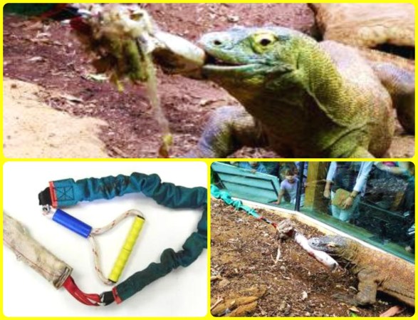 Raja enjoying a game of Tug with keepers. This was a specially made "Tug Toy" safe for the handler and Komodo