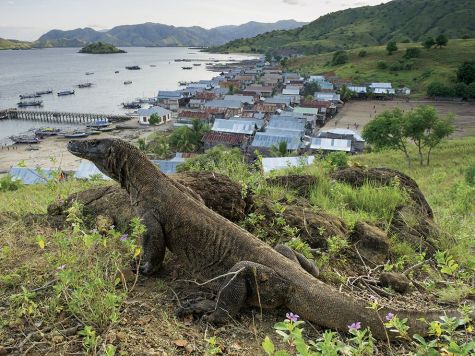 Photo by National Geographic An adult Komodo dragon enjoys the view near Indonesia's Komodo village. 