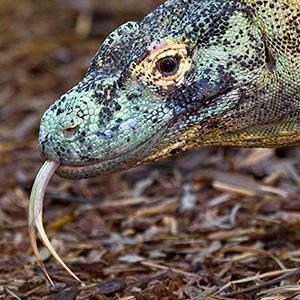 The Komodo dragon isn't a filthy, bacteria laden creature, as people believe. They are clean animals that are highly intelligent.  