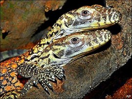  Komodo dragons hatched in AZA zoos  are giving a small boost to their endangered population.