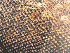 Komodos have a rough, durable skin reinforced with osteoderms (bony plates) protecting them from injuries from scratches and bites. 