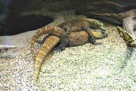 Kadar and Kali, our breeding pair, mating on exhibit at the Audubon Zoo 