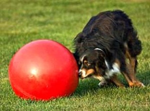 The BoomerBall "Herding Ball" is designed for herding dogs (Shetland Sheep dogs, Australian Cattle dogs, Australian Shepards and Aussies). It's also great for horses when 3.5" holes are added so hay can be stuffed into ball.