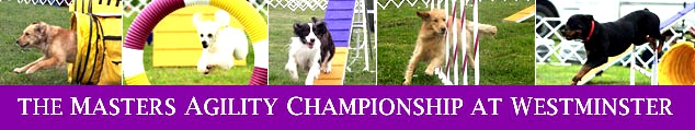 westminster dog agility  (16)