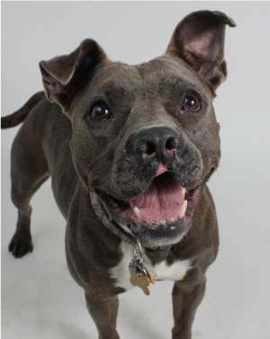 QUEEN OF BARKUS XXII "Barbie"