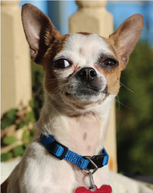 KING OF BARKUS XXII, "Dirk"