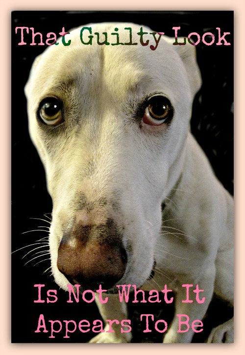 guilty dog_dog shaming