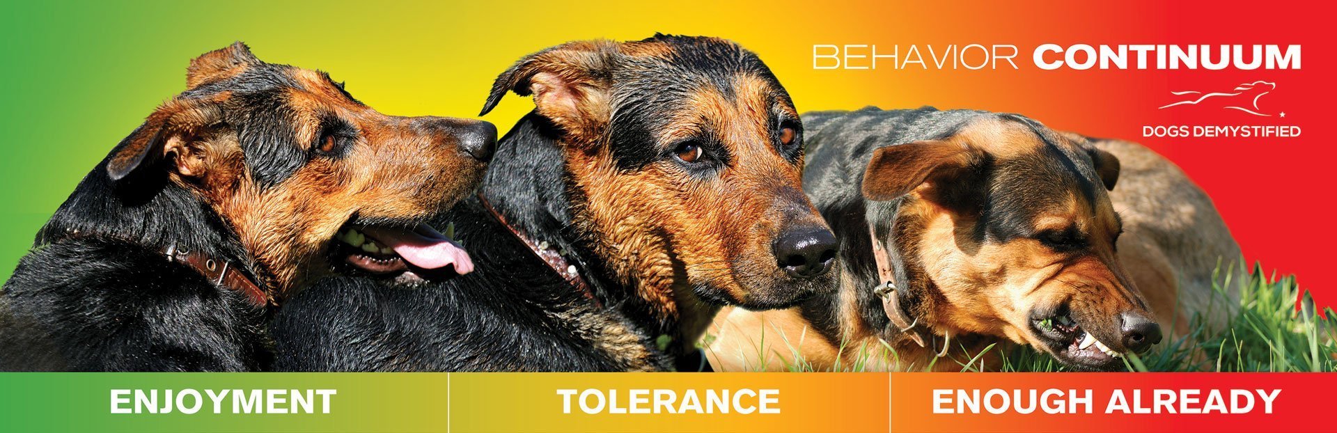 dog behavior