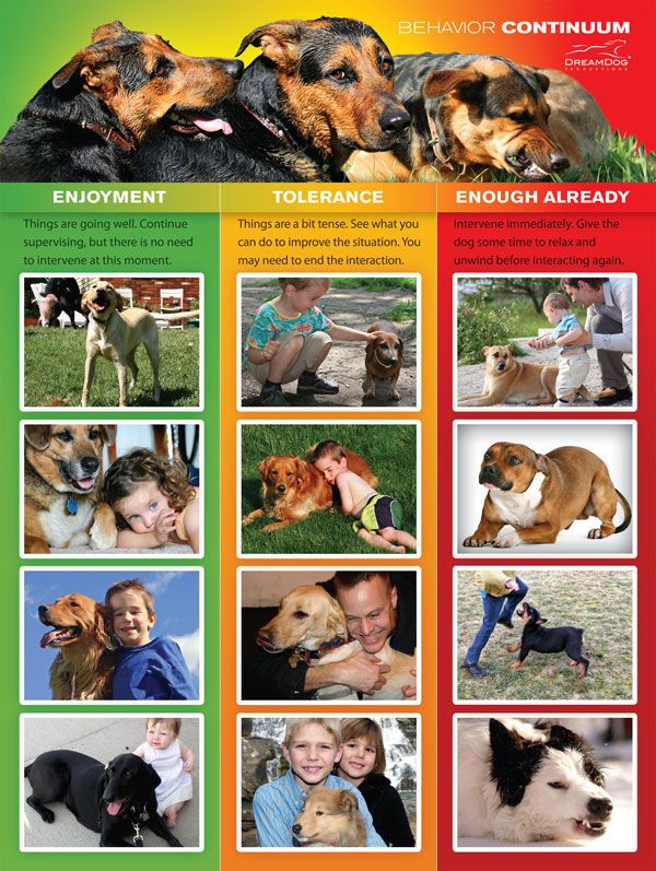 dog behavior_stress signalsjpg
