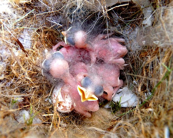 baby bird _house sparrow Newborn