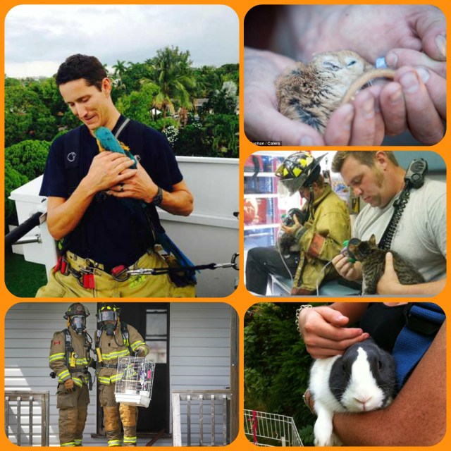 Many people have hamsters, parrots, rabbits, rats, and other companion animals. Use a window cling to help the firefighters to LOOK for them in your home! 
