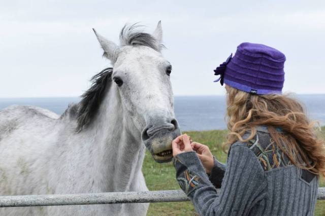 horse _Flehmen response