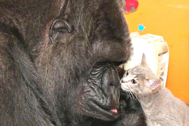 Koko Gorilla_kitten_robin williams_depression