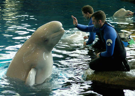 dt.common.streams.StreamServer