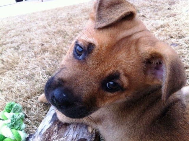 Hocus Pocus our puppy _copyright Conscious Companion