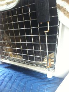 Spirit Essences helped Albert and the other cats to relax the entire 10 hour car ride! 