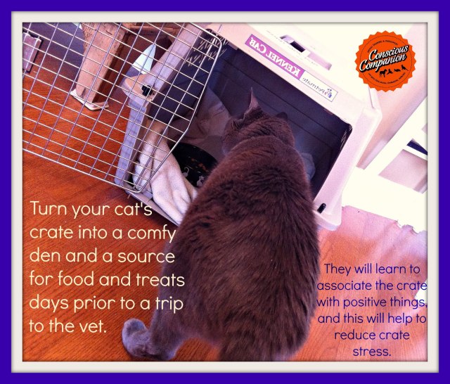 how to get my cat to the vet