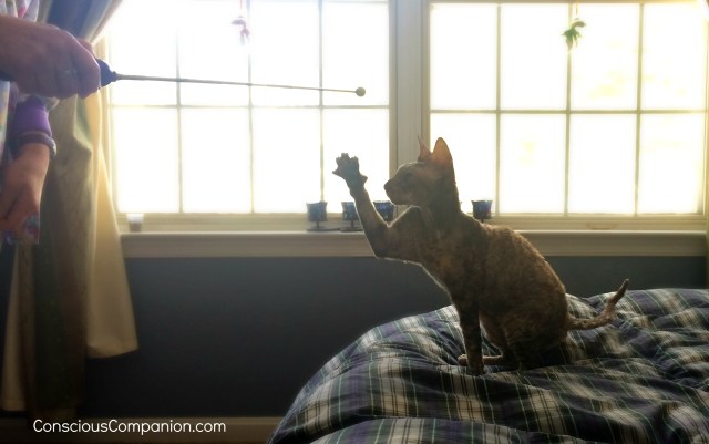 clicker training for cats_how to train your cat