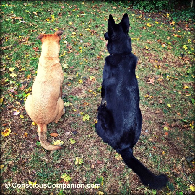 bonded dogs_oxytocin_Conscious Companion