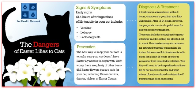 dangers of easter lilies and cats
