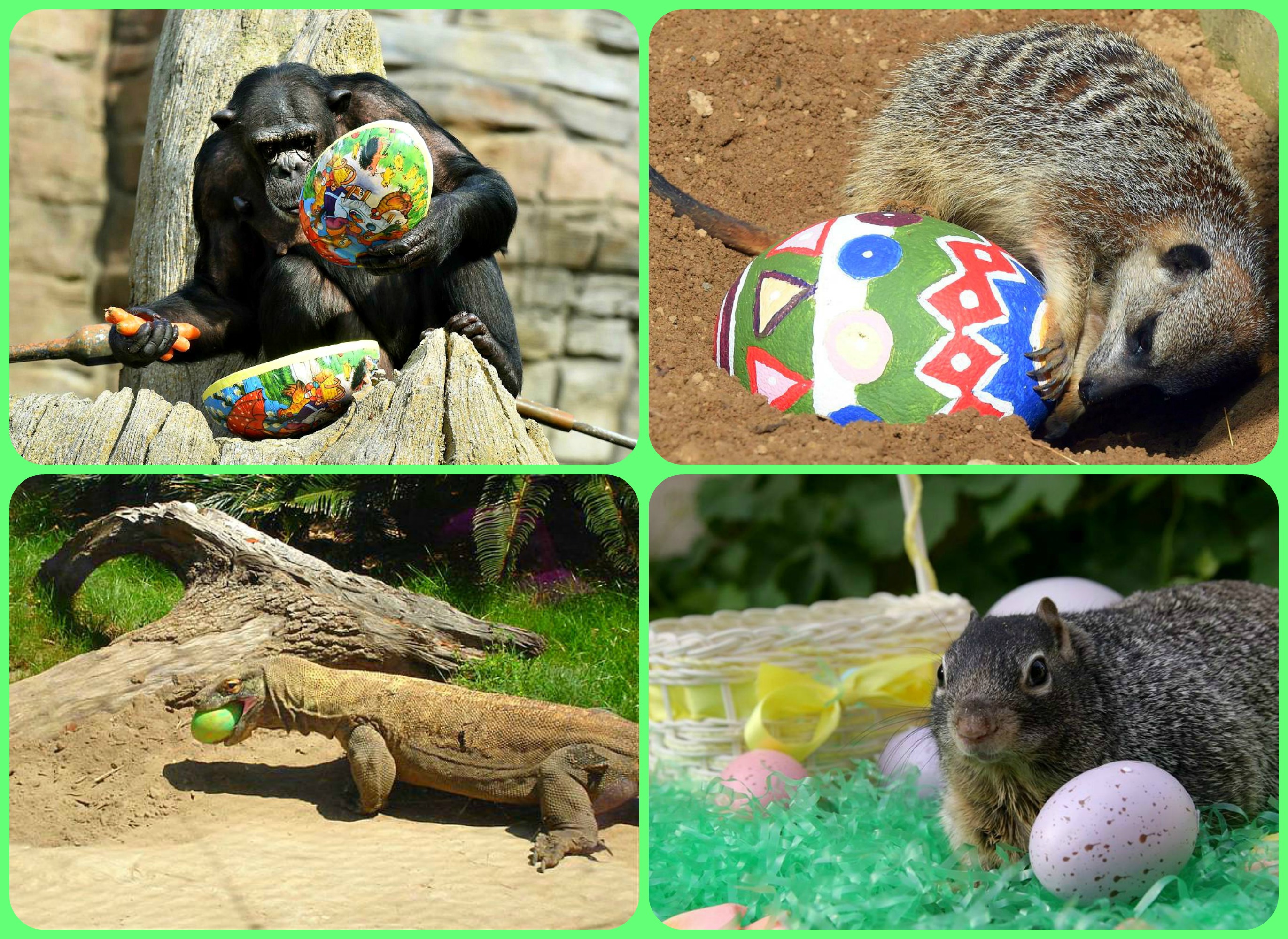 easter egg hunt with pets and zoo animals