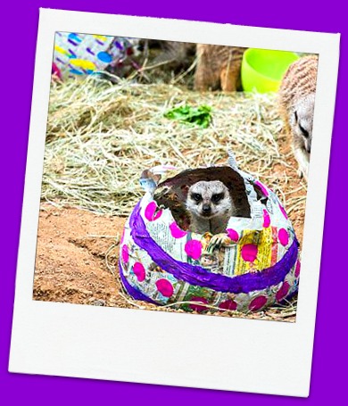 Easter egg hunt with zoo animals and pets_dogs easter ideas