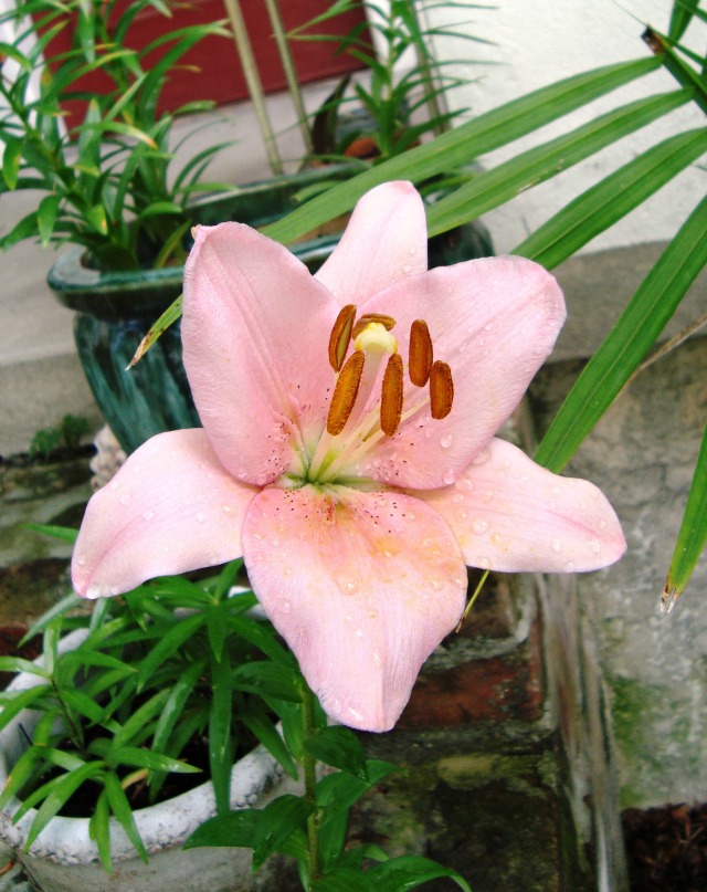 easter lily grown from seed_toxic to cats_poisonous plants