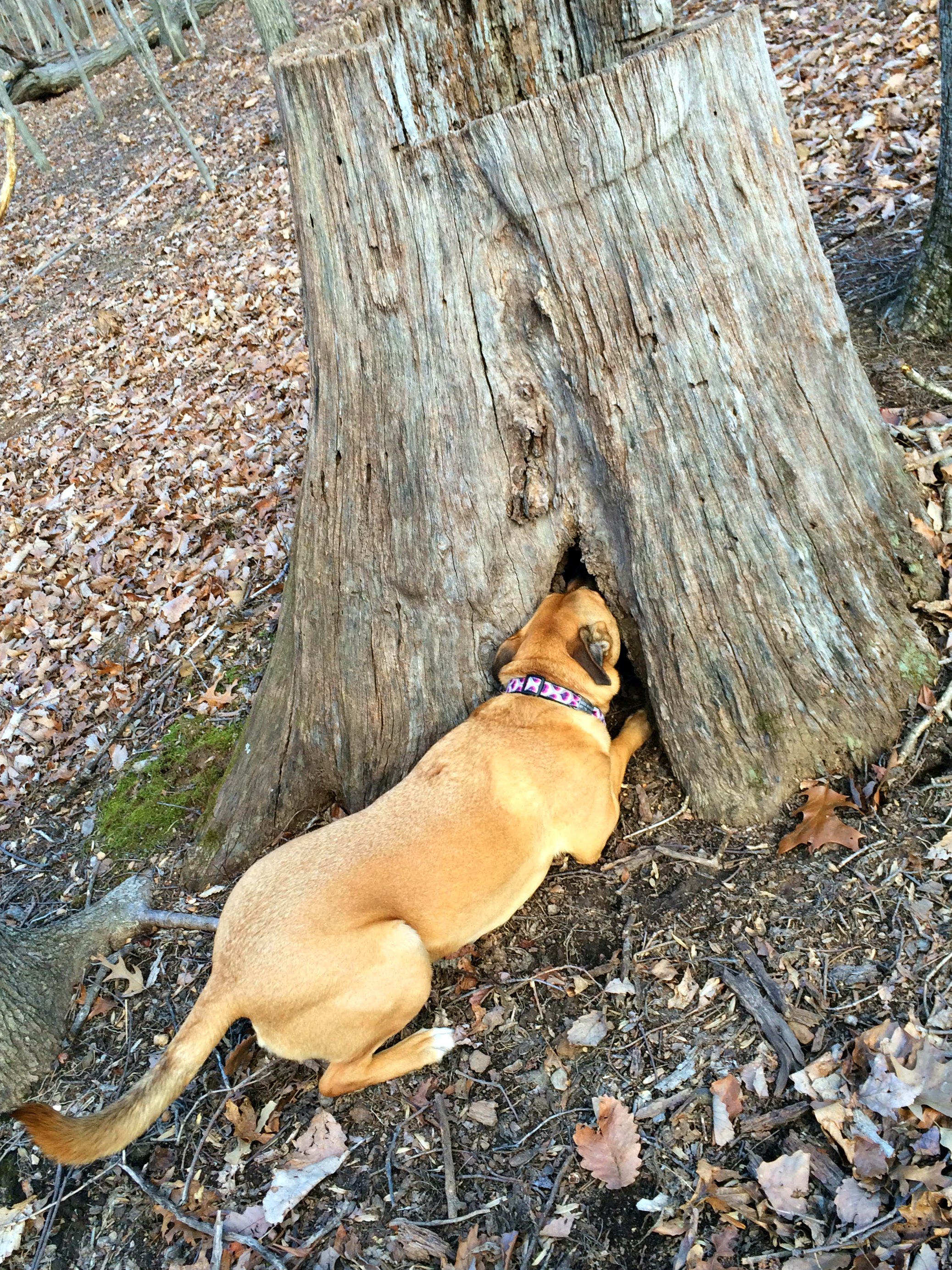 hunting squirrels dog foraging and hunting behavior