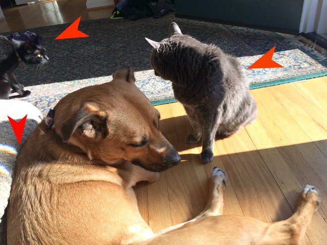 This scene could become the perfect storm for a growl 