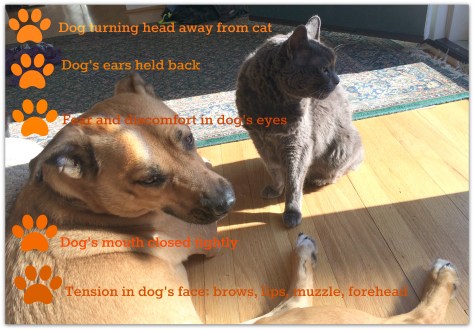 Dog behavior_dogs and cats_dog growling