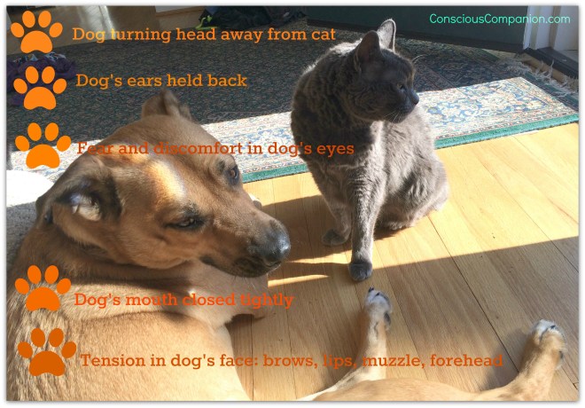 Do you ever see these behaviors in your dog? These are Canine Clues.