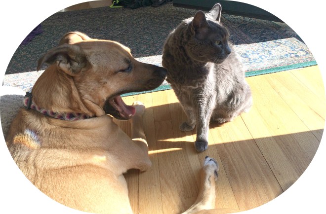 dog behavior_stress yawn_dog yawn