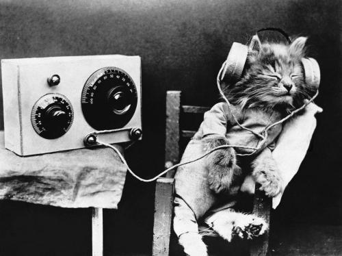 Tibby the kitten listens to a radio program on February 1, 1926. We all know cats don't care about news, but a new study shows that felines enjoy music that's tailored to their ears.