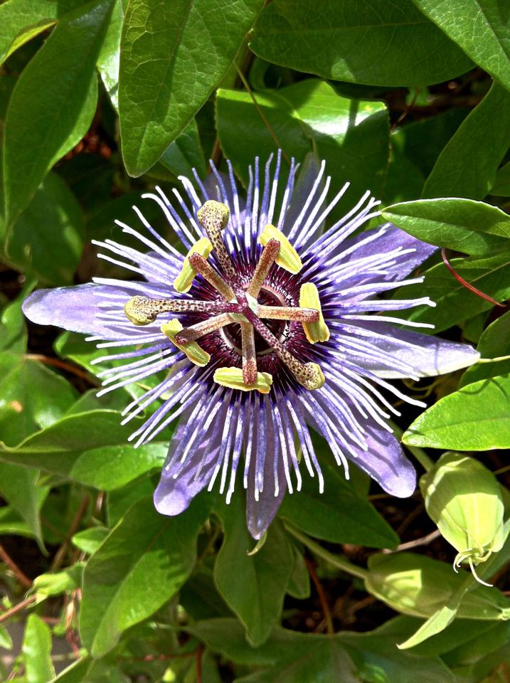 passion flower