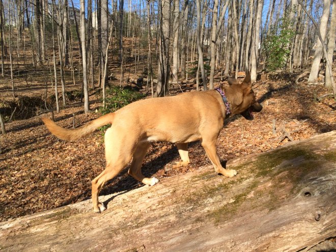 shake it off _dog behavior