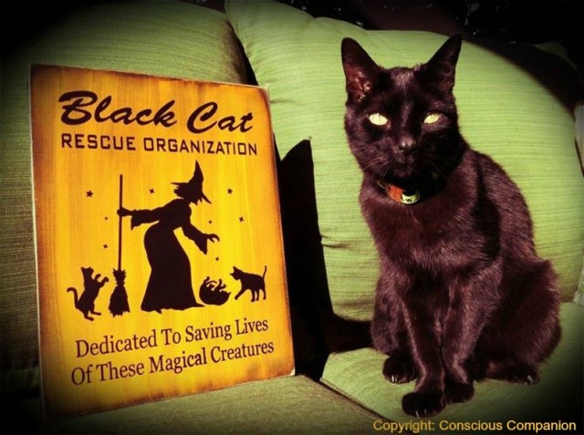 Black Cats_ Mr. Beaux_Conscious Companion