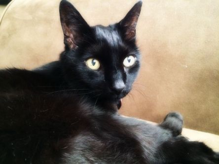 Conscious Companion_black cats