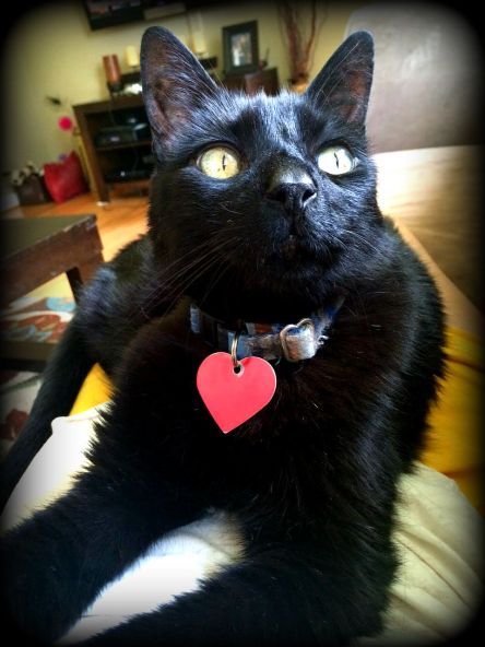 Conscious Companion_Copyright 2015_black cats_Mister Beaux