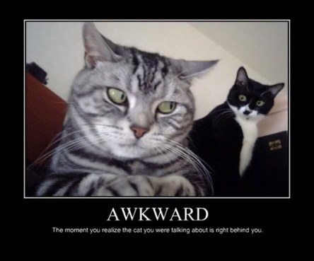 funny-awkward-cats-
