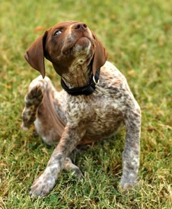 Displacement behavior is the animal equivalent of nail-biting. It’s a behavior which helps to relieve stress or deflect trouble, without dealing with it directly.