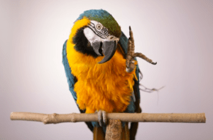 parrot behavior