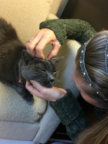 Albert_Senior Cats _conscious Companion_just cats clinic