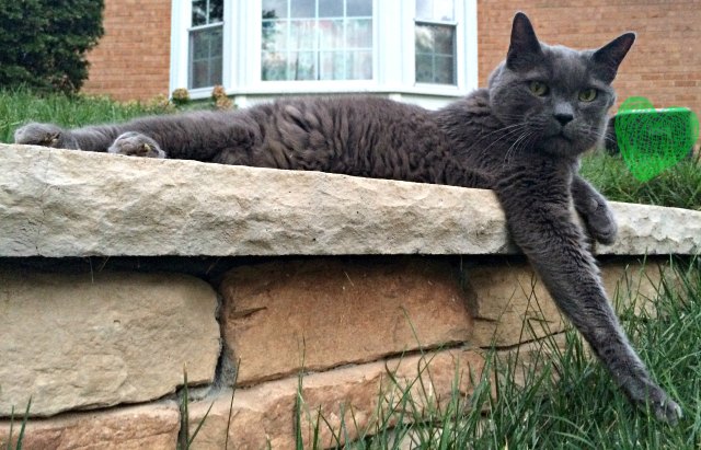 King Albert the Grey