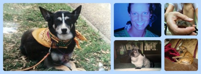 pets_conscious Companion 2016