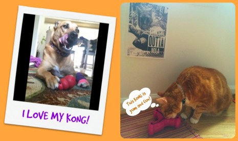 pets_kongs_puzzle feeders_conscious Companion 2016